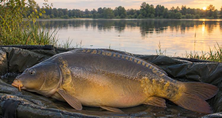 Premium-Karpfenangeln in Österreich: Der Weg zum Fisch deines Lebens